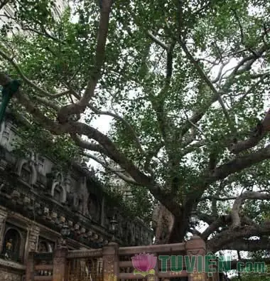 Đạo Tràng Trong Phật Giáo Và Công Tác Quản Lý Hoạt Động Của Đạo Tràng