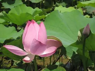 Những Chướng Nạn Của Đức Phật