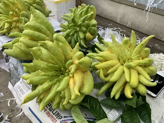 Phật Thủ Lên Giá 600.000 Đồng/quả Vẫn Hút Khách Sắm Tết- Ảnh 1.