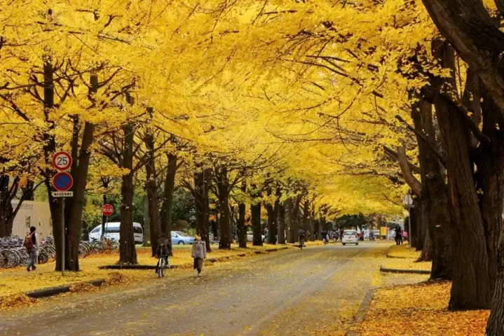 Hàng Cây Thuỷ Sam Metasequoia (shiga)