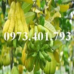 Cây Giống Phật Thủ – Trung Tâm Giống Cây Trồng Kinh Tế Cao