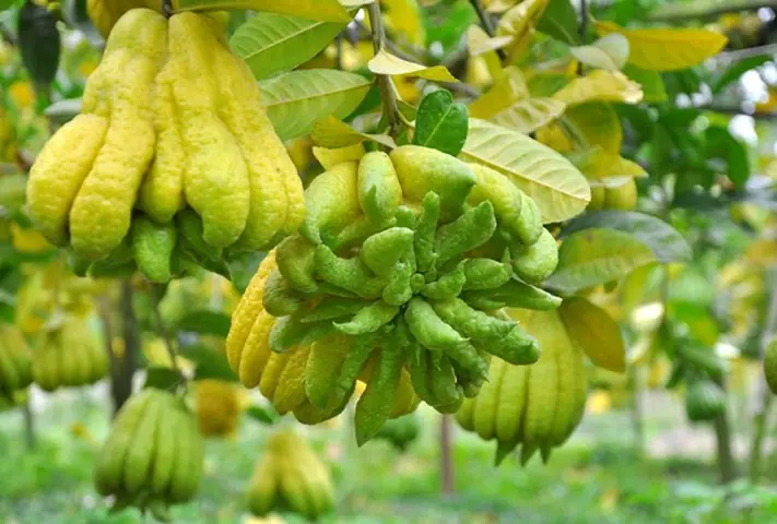 Thành Phần Hóa Học