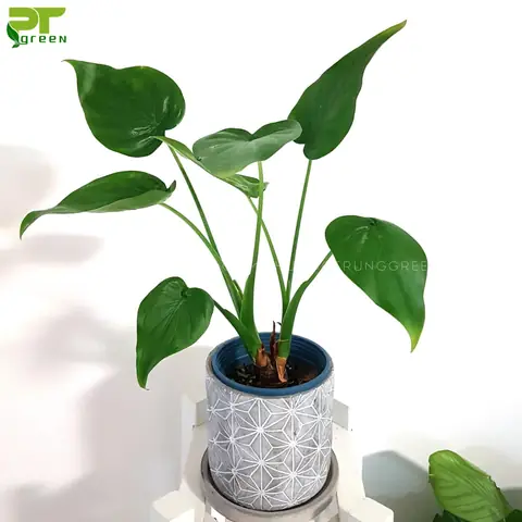 Cách Chăm Sóc Cây Tai Phật