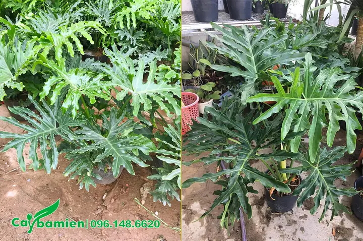 Giá Bán Cây Trầu Bà Tay Phật Cảnh