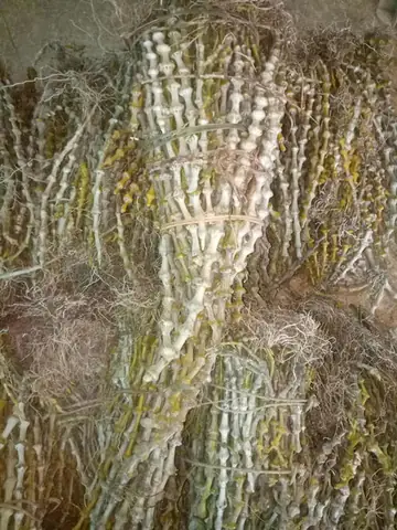 Long Tu Lào, Trúc Phật Bà Nụ - Bán Sỉ