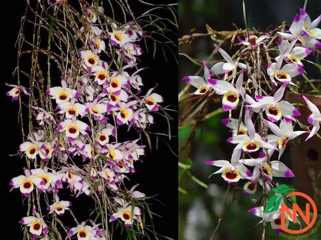 Ý Nghĩa Của Các Loại Lan Trúc Và Cách Chăm Sóc