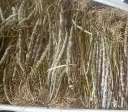 Long Tu Lào, Trúc Phật Bà Nụ - Bán Sỉ