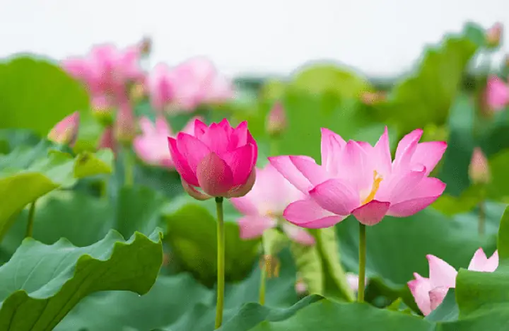 Hình Tượng Hoa Sen Trong Văn Học Phật Giáo