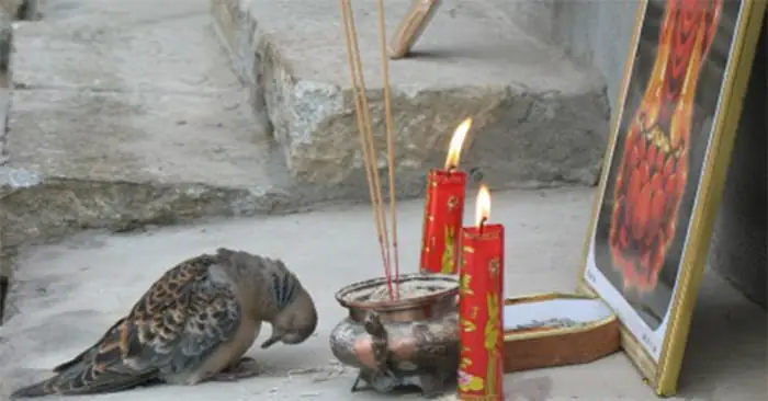 Tạo Bài Viết Mớichim Bồ Câu Và Heo Cúi Mình Lạy Phật, Hình Ảnh Đẹp Minh Chứng Cho Sự Tồn Tại Của Luân Hồi