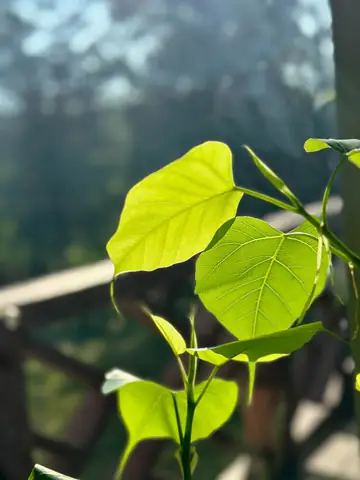 Hình Ảnh Đại Lễ Phật Đản 2024 Phật Lịch 2568 Tại Chùa Ngàn Phật ...