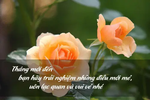 Hình Ảnh Và Lời Chúc Ngày Đầu Tháng