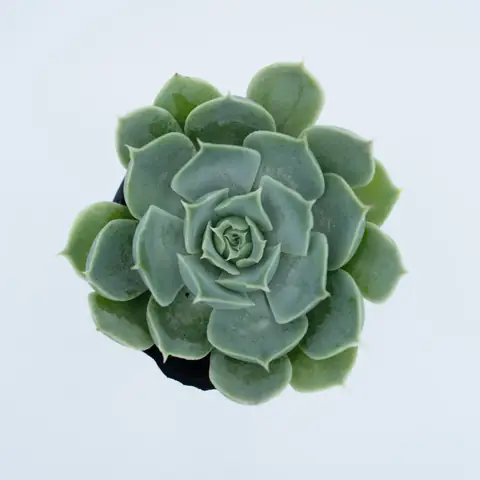 Sen Đá Phật Bà ( Sempervivum Tectorum ) | Sen Đá Đà Lạt