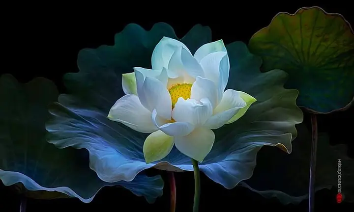 Hình Ảnh Cho Hình Nền Đẹp Phật Giáo: