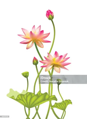 Hình Ảnh Cho Hình Nền Đẹp Phật Giáo: