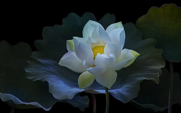 Hình Ảnh Cho Hình Nền Đẹp Phật Giáo: