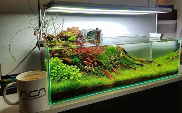 Hồ Thủy Sinh Tượng Phật: Cách Trang Trí & Lợi Ích Phong Thủy