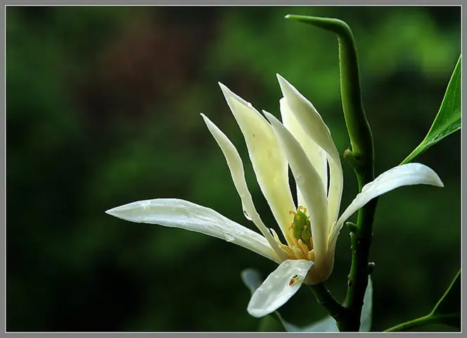 Tĩnh Tại Ngắm Những Loài Hoa Của Nhà Phật