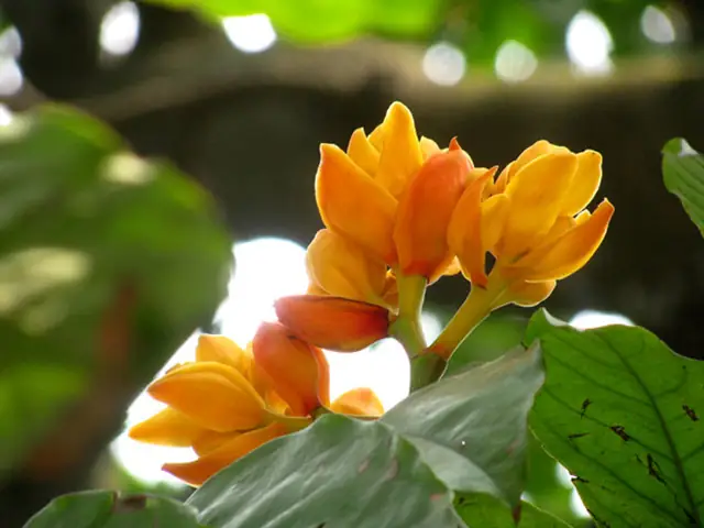 Tĩnh Tại Ngắm Những Loài Hoa Của Nhà Phật