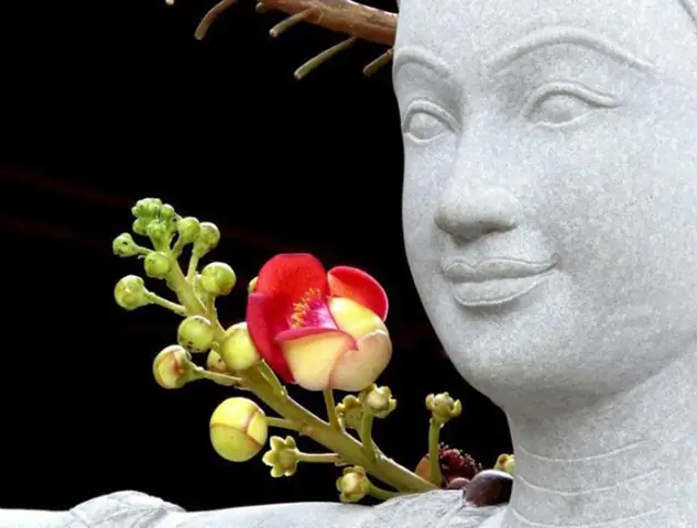 Tĩnh Tại Ngắm Những Loài Hoa Của Nhà Phật