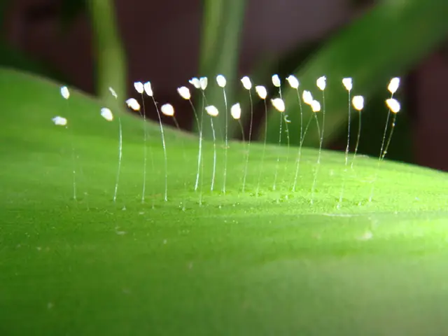 Tĩnh Tại Ngắm Những Loài Hoa Của Nhà Phật