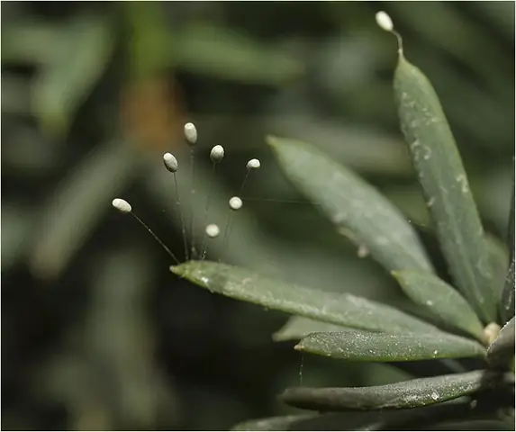 Tĩnh Tại Ngắm Những Loài Hoa Của Nhà Phật