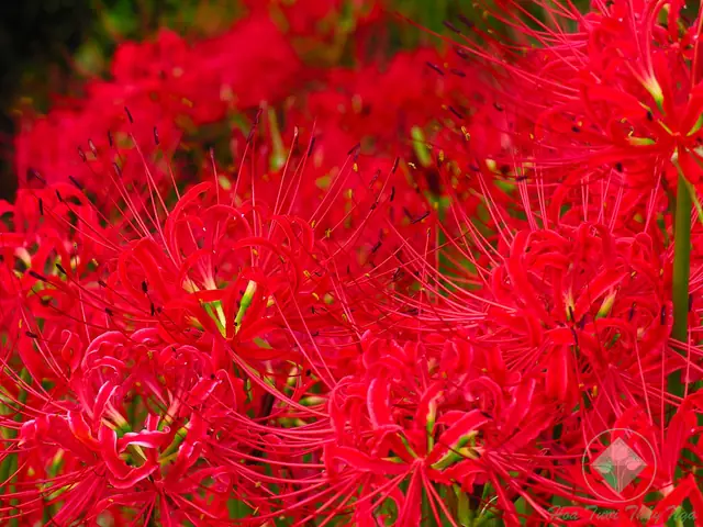 Hoa Mạn Đà La | Hoa Tươi Thúy Nga