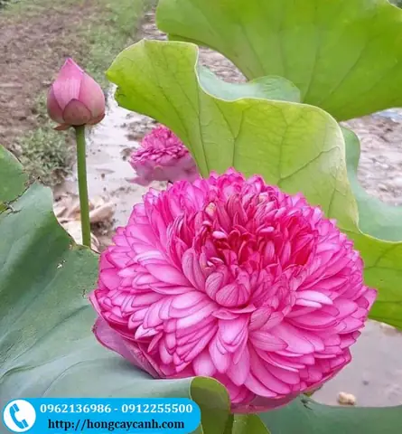 Bán Cây Hoa Sen Nghìn Cánh S1000 Tại Hà Nội