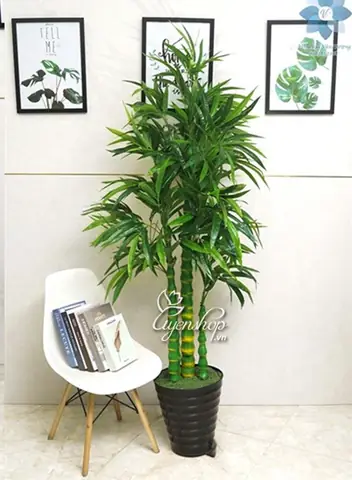 Hoa Trúc Phât Bà: Bí Ẩn, Ý Nghĩa Và Cách Trồng Loài Hoa Linh Thiêng