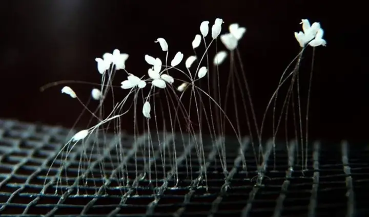 Bàn Về Hoa Ưu Đàm