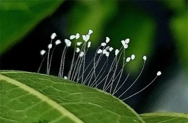 Sự Thật Về Hoa Ưu Đàm 3.000 Năm Nở 1 Lần Mọc "nhan Nhản" Khắp ...