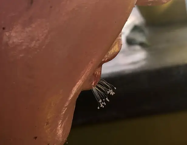 Sự Thật Hoa Ưu Đàm “3.000 Năm” Nở Trên Tượng Phật Ở Bình Thuận