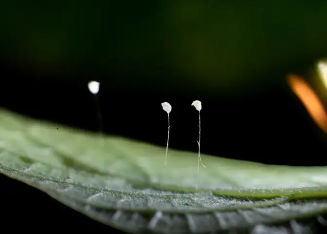 Hoa Ưu Đàm – Loài Hoa Mang Điềm Lành Từ Thiên Thượng | Văn ...