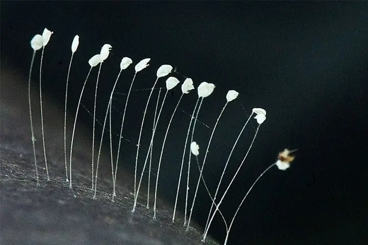 Hoa Ưu Đàm Là Gì? Những Sự Thật Thú Vị Về Loài Hoa 3000 Năm Mới ...