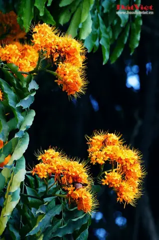 Hoa Vô Ưu Trong Phật Giáo: Ý Nghĩa, Biểu Tượng Và Những Điều Ít Biết