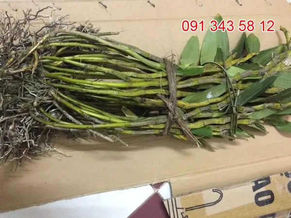 Hoàng Thảo Đùi Gà Bắc Kạn