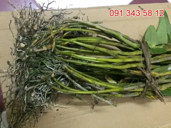 Hoàng Thảo Đùi Gà Bắc Kạn