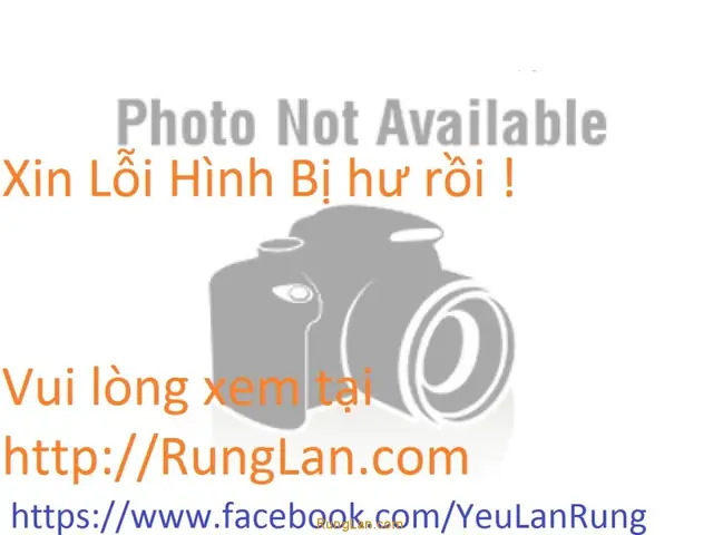 Hoàng Thảo Trúc Phật Bà