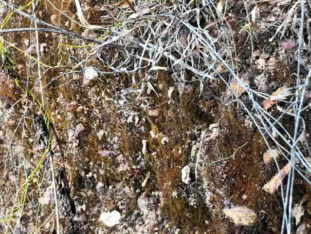 Kinh Đô Phật Thệ