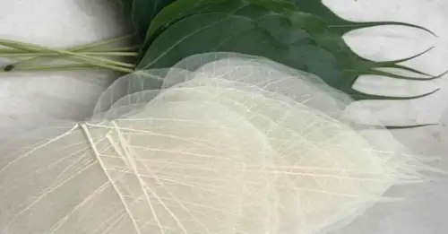 10 Sự Thật Về Lá Bồ Đề Tâm Phật Trên Thị Trường Hiện Nay