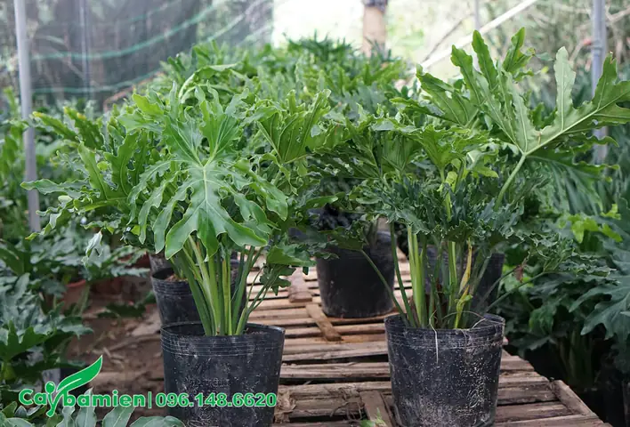 Giá Bán Cây Trầu Bà Tay Phật Cảnh