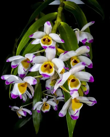 46385625165_bc3bb3cb82_b