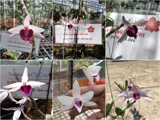 Gửi Hình Khách Duyệt Trước Khi Giao Hàng