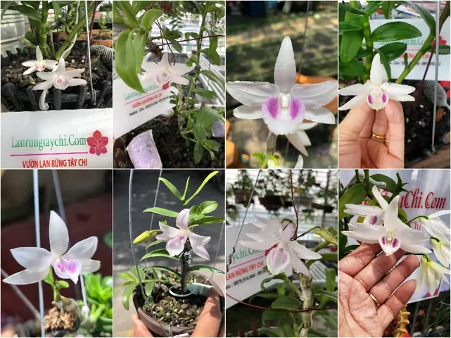 Gửi Hình Khách Duyệt Trước Khi Giao Hàng