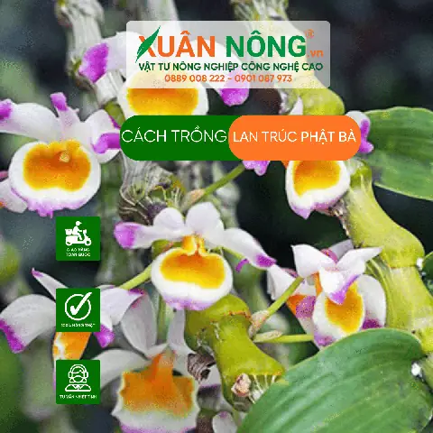 Cach-trong-lan- Truc-phat-ba