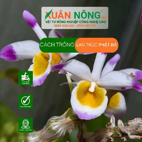 Chuẩn Bị Phân Bón Cho Lan Trúc Phật Bà