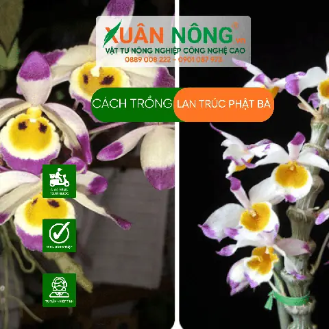 Một Số Thông Tin Chi Tiết Về Lan Trúc Phật Bà: