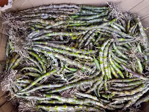 Phong Lan Trầm Vàng Rừng, Cây Khỏe, Hoa Đẹp