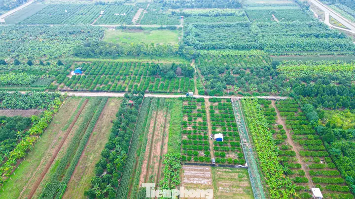 Cứ Dịp Cuối Năm, Các Nhà Vườn Trồng Phật Thủ Tại Xã Đắc Sở (hoài Đức, Hà Nội) Lại Tất Bật Chăm Sóc Cây Để Phục Vụ Nhu Cầu Bày Mâm Ngũ Quả Cho Tết Dương Lịch Và Tết Âm Lịch Của Người Dân.