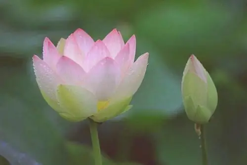 Đệ Tử Kính Lạy