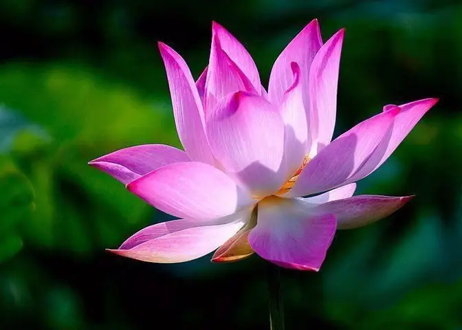 Lời Cảm Ơn Trong Phật Giáo